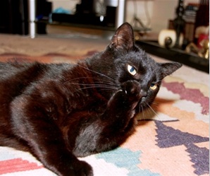 black cat Cats Protection Badger animal charity.jpg black cat Cats Protection Badger animal charity.jpg